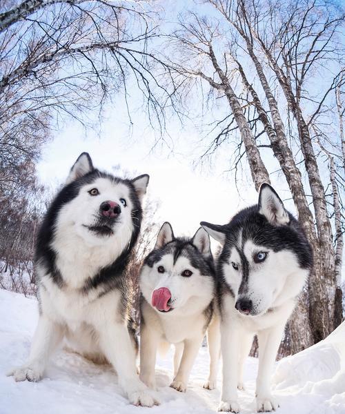 哈士奇不完美的一面（独立、顽固、高能量）