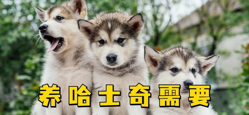 带宠物旅游，哈士奇也能一起游（带哈士奇旅游需要注意的问题）