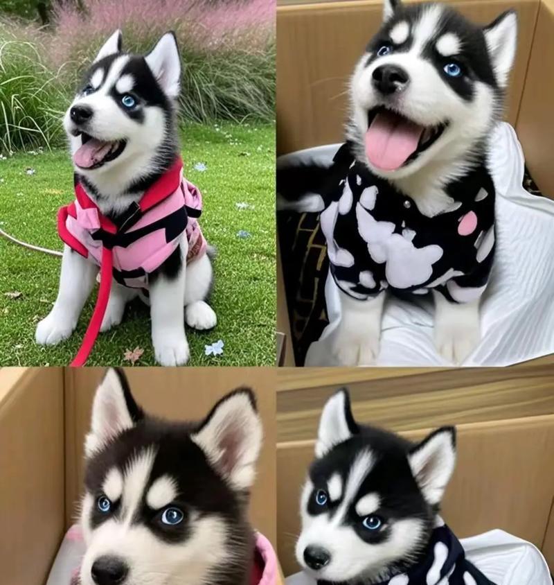 哈士奇的生长周期与月龄有关吗？（解析哈士奇的生长特点与月龄关系，帮你了解它的成长规律）