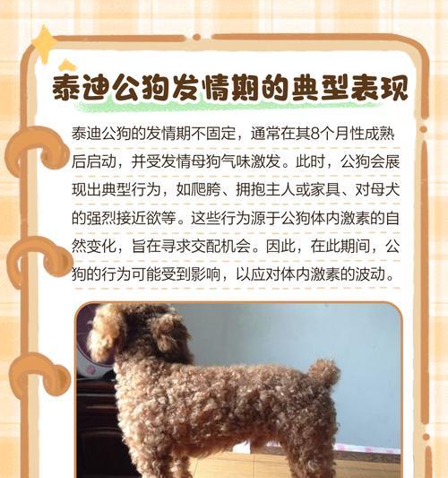泰迪狗的生活特点（小巧可爱的泰迪狗及其独特的生活方式）