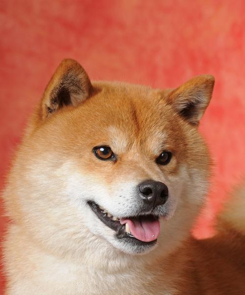 柴犬的起源与特点（日本独特的国宝犬种——柴犬）