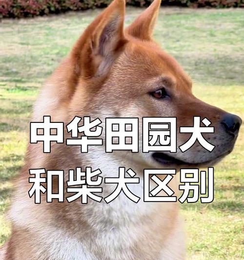 柴犬与串串的区别与辨别方法（如何准确辨认柴犬和串串，避免混淆）