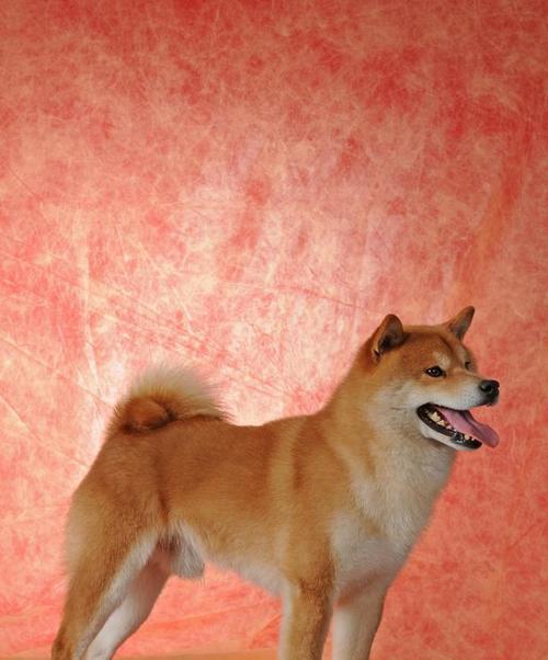 柴犬的颜色（探索柴犬毛色的变化及其遗传因素）