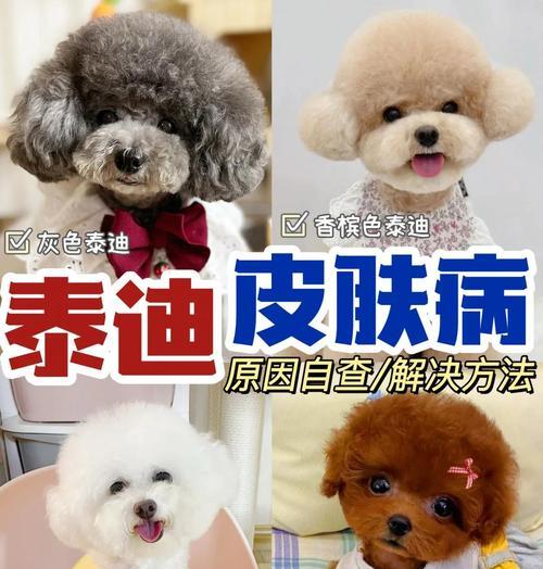 如何判断泰迪狗是否感冒（掌握关键方法，保护爱宠健康）