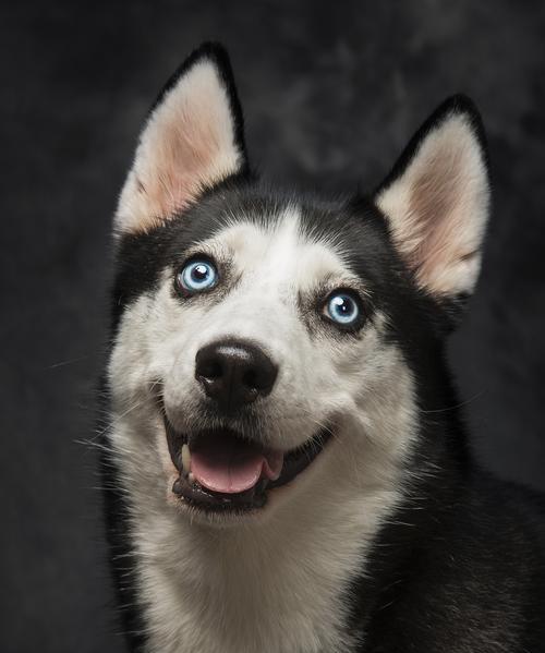 哈士奇独特的特征和天真可爱的性格（探究哈士奇的智商和行为特点）