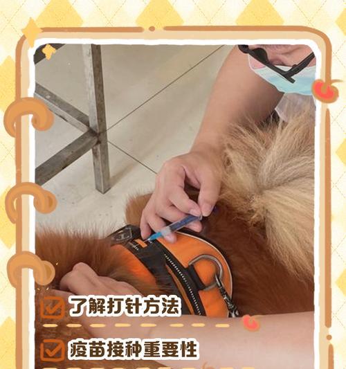 狗狗常用的疫苗及接种方法（了解狗狗疫苗接种，保护爱宠健康）