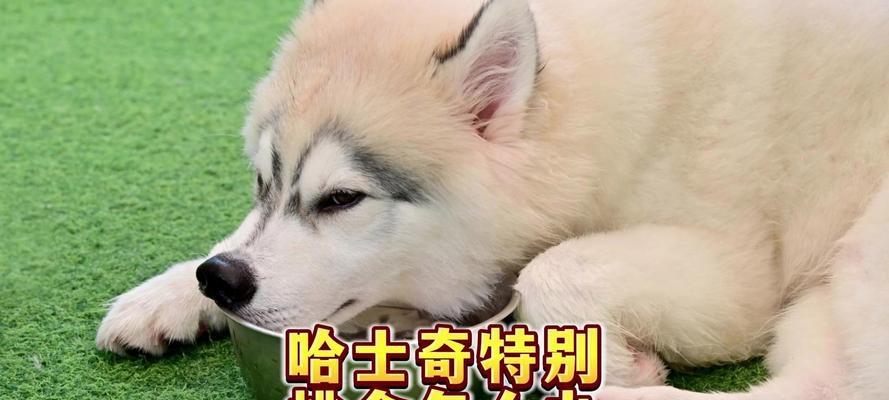 哈士奇的合理食量掌握及注意事项（如何为哈士奇确定适当的食量？一月内狗粮的合理分配和饲养建议）