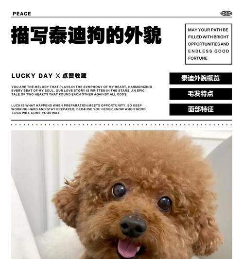 泰迪狗的性格与特点（了解泰迪狗的可爱与温顺特点）