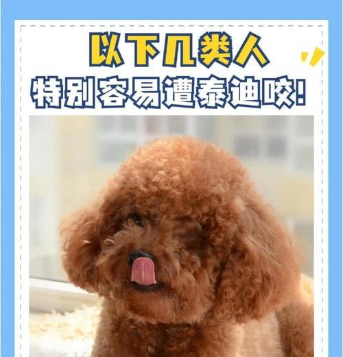 怎样处理泰迪狗指甲太长的问题（了解泰迪狗指甲修剪的方法和技巧，保护它们的健康与舒适）