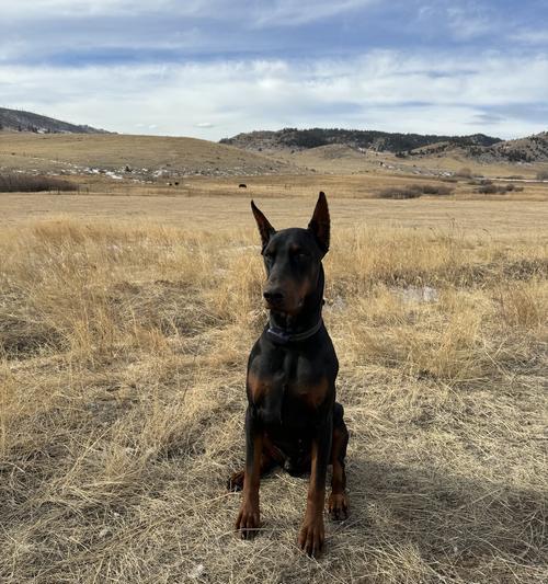 杜宾犬（杜宾犬的特质、训练方法和护主表现）