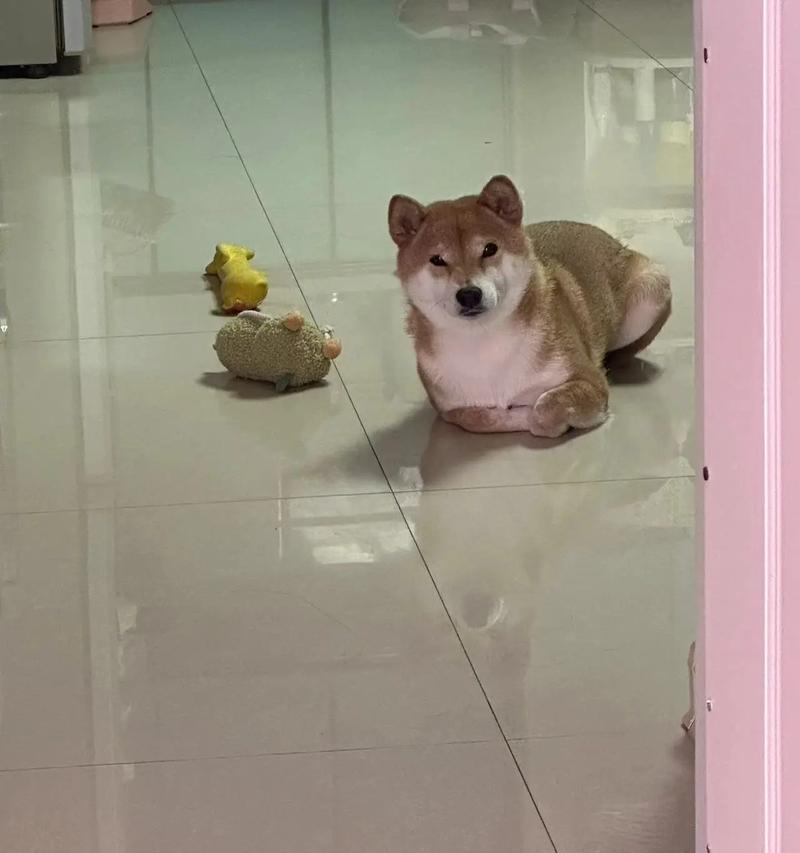 帮助胆小的柴犬摆脱恐惧与颤抖（缓解柴犬胆小的方法与技巧，让它勇敢起来）