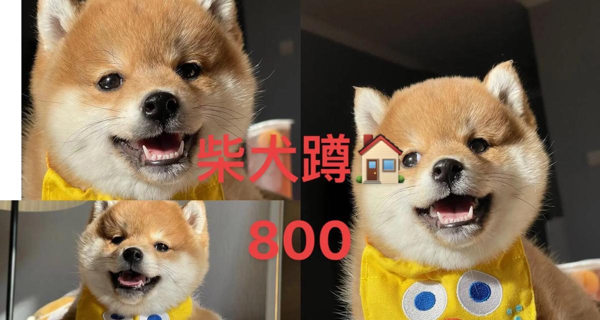 饲养柴犬的终极指南（多方面问题解答，让你成为柴犬专家）