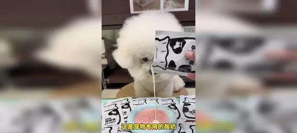 为什么狗特别喜欢喝酸奶？（揭秘狗狗对酸奶的热爱）