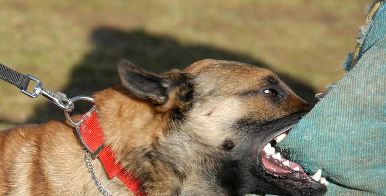 如何让你的狗长得高大（掌握关键要素，让你的宠物狗变得强壮健康）