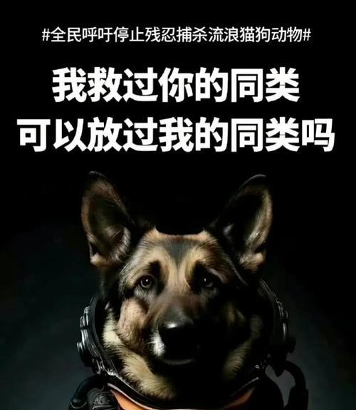 狗如何通人性（通过情感表达、行为模仿与人类建立联系）