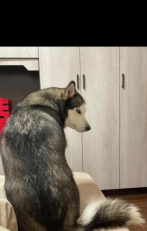 养哈士奇的魅力与挑战（探索哈士奇独特的个性和需求，分享养哈士奇的喜悦和困惑）