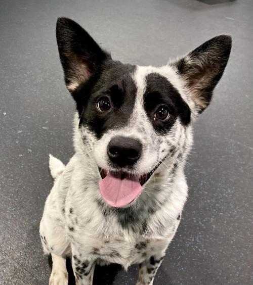 狗吃盐过量的影响及预防方法（了解狗吃盐过量的危害，保护你的爱犬免受伤害）