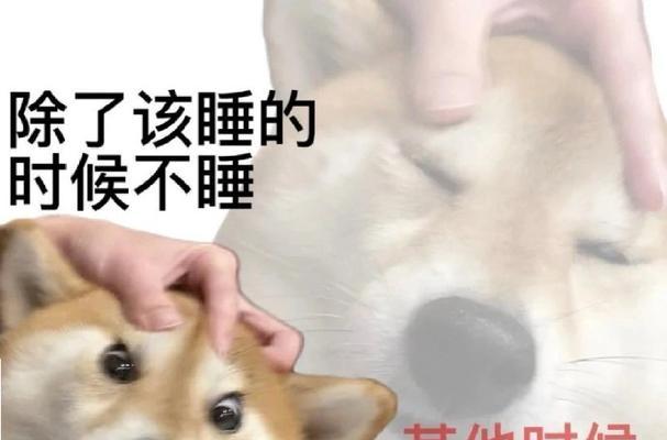 狗半夜不睡觉的原因与应对方法（揭秘狗儿半夜哼唧溜达的内心世界，教你改善其夜晚行为问题）
