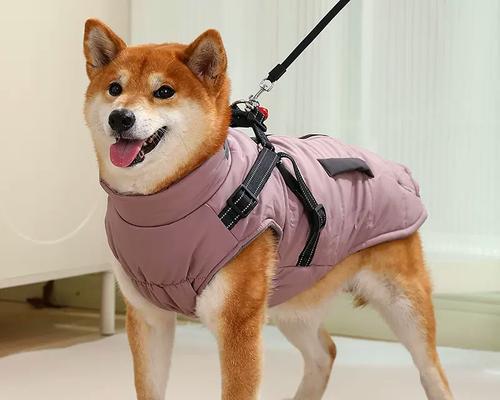 柴犬（解析柴犬的体型与特征）