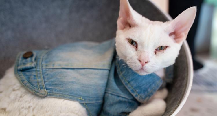 柴犬的臭脾气与爱的魔法（他凶巴巴地对待每个人，却只在我面前撒娇）