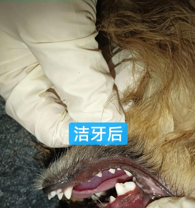 泰迪狗的牙齿健康问题（揭秘泰迪狗口臭原因与解决方法）