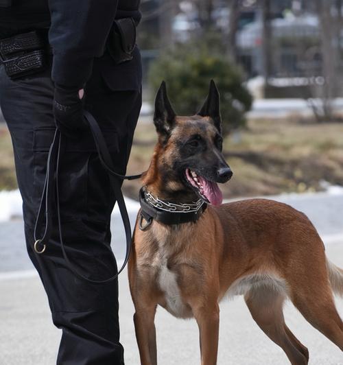 当狗被踢伤时，它会有怎样的反应？（了解狗被踢伤后的行为表现和心理反应）