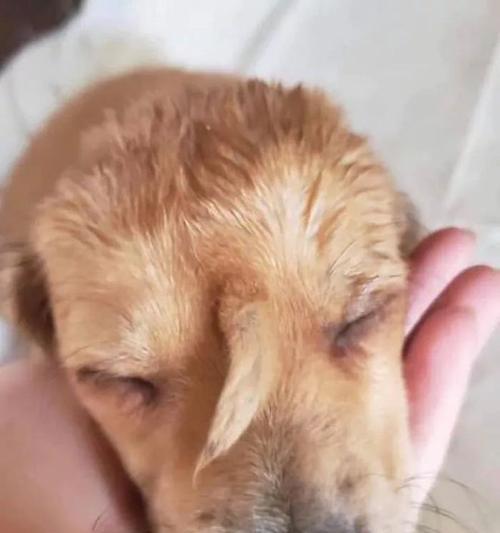 狗尾巴上长包是怎么回事？（揭秘狗尾巴上的包是什么原因引起的）