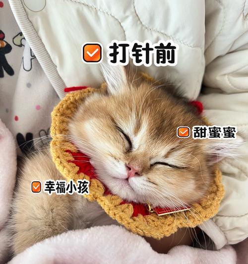 母猫生完小猫后多久可以进行疫苗接种（确保小猫的健康，合理安排疫苗接种时间）