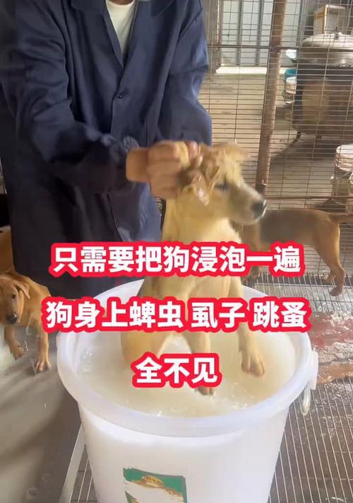 以狗怎么祛虱子（狗狗的健康福音，告别虱子困扰）