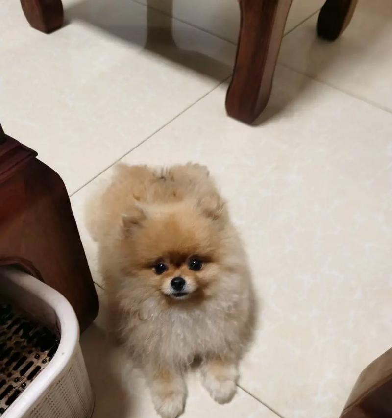 不掉毛的中型犬（解放你的清洁烦恼，拥抱无毛满室的快乐）