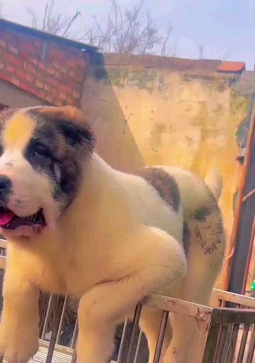探究中亚牧羊犬的特点与饲养要点（了解中亚牧羊犬的性格和训练需求，为您的宠物提供最佳护理）