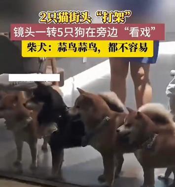 如何处理猫狗之间的打架问题（建立和谐相处的宠物之家）