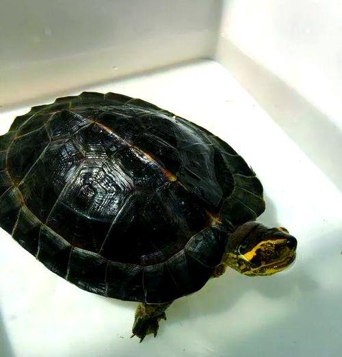 黄头庙龟的冬眠习性及保护（黄头庙龟的冬眠时间、适宜环境和注意事项）