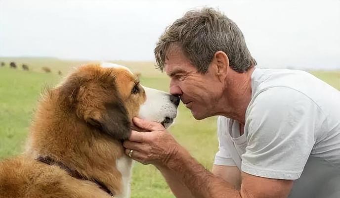 为什么想亲狗狗他会躲？（揭开狗狗躲避亲近的原因及解决方法）