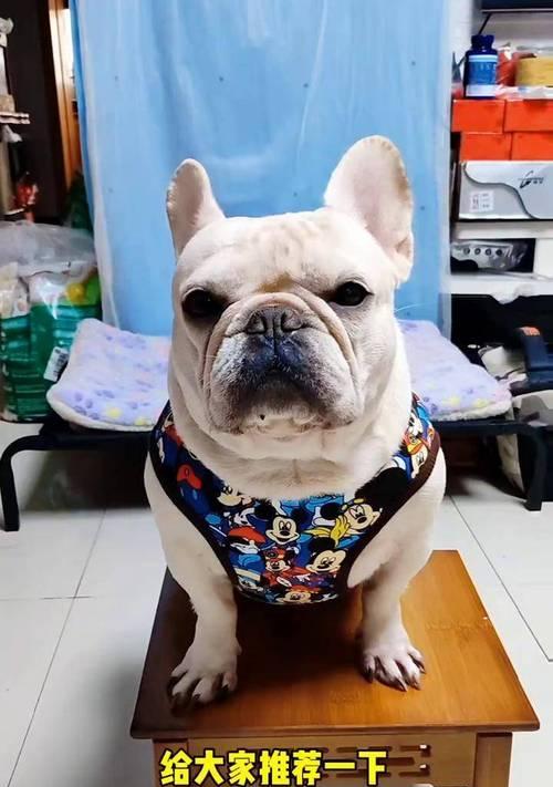 如何给你的狗狗做背心（简单的背心制作教程，让你的狗狗时尚又舒适）