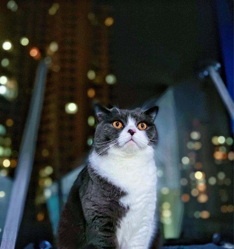高冷猫的神秘魅力（探索高冷猫的内心世界，解密其与人类的互动）