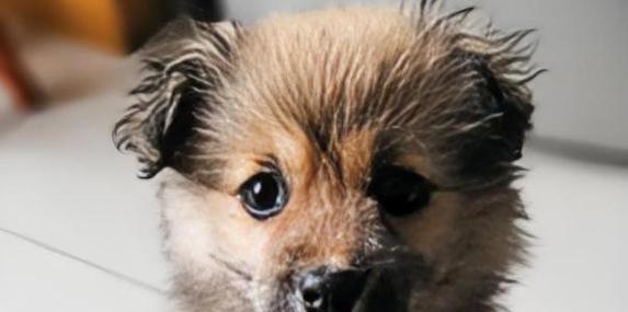 狗狗为何会出现全身颤抖的症状？（探究狗狗发抖的原因及应对方法）