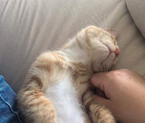 宠物猫第二年未按时接种疫苗，对它们的健康会有何影响？（为什么宠物猫需要每年接种疫苗？）