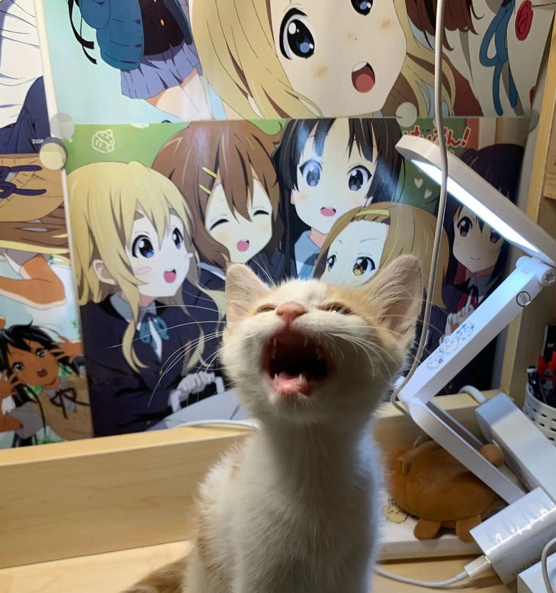 一个半月的猫能打疫苗吗？（了解疫苗接种适宜时间，保障猫咪健康成长）