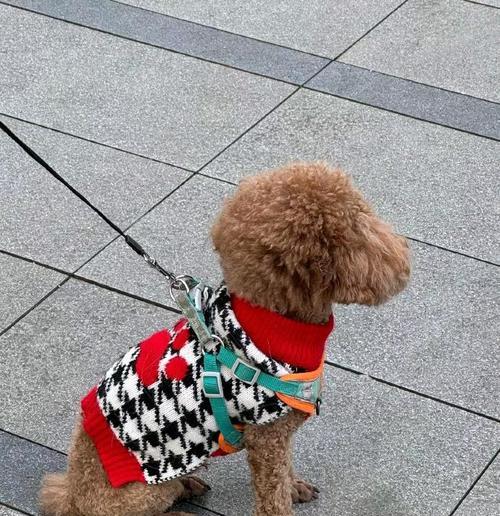 如何训练泰迪狗不乱叫（建立良好行为习惯，让你的泰迪狗变得安静听话）